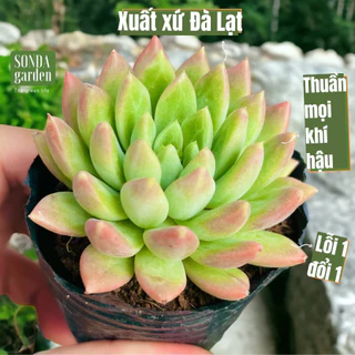 Sen đá ngón tay size bé Sonda Garden lỗi 1 đổi 1 cây cảnh trang trí nhà cửa