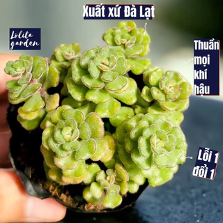 Sen đá sedum hoa hồng pháp Đà Lạt size bé cây cảnh trang trí nhà cửa Lolita garden