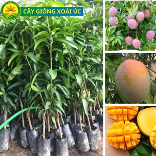 Cây giống xoài Úc (1cay)