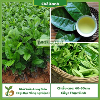 Cây Chè Xanh Thái Nguyên ( Trà Xanh), Cây Giống Chất Lượng Cao