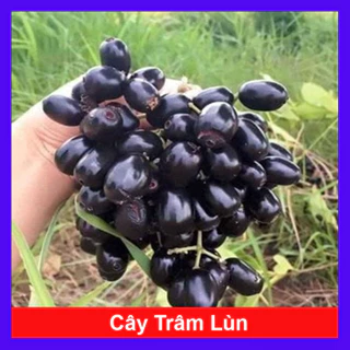 Cây trâm lùn cho trái siêu sớm, cây cao 40cm (Ảnh thật)