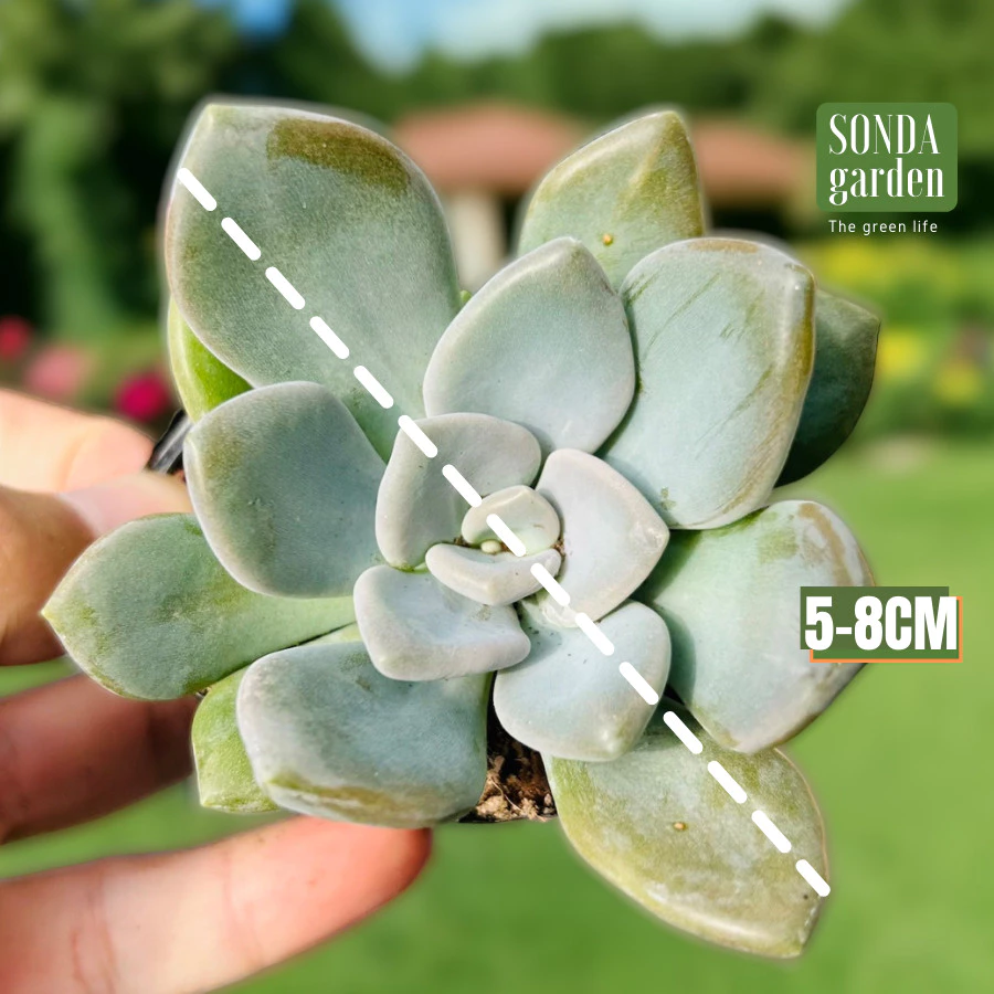 Sen đá đá xanh SONDA GARDEN size bé 5-8cm lỗi 1 đổi 1 cây cảnh trang trí nhà cửa