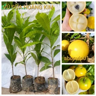 CÂY VÚ SỮA HOÀNG KIM