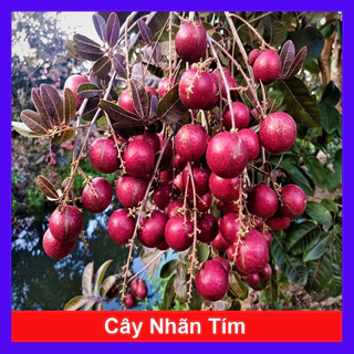 Cây giống nhãn tím Tứ quý (1cây)