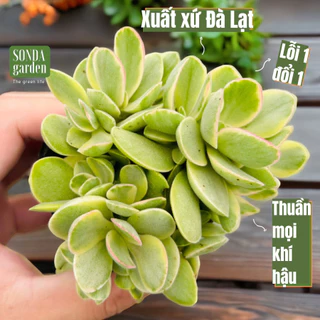 Sen đá bướm var mini SONDA GARDEN size bé 5-8cm, cây cảnh trang trí nhà cửa, lỗi 1 đổi 1