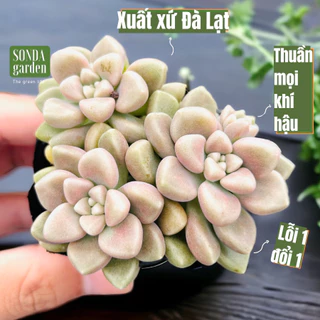 Sen đá kim tuyến SONDA GARDEN size bé 5-8cm, cây cảnh trang trí nhà cửa, lỗi 1 đổi 1