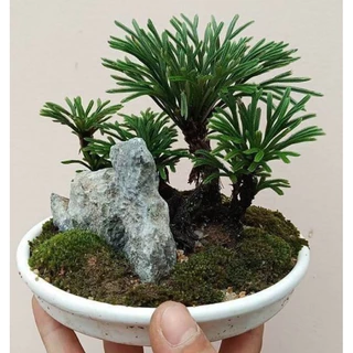 Cây Trường sinh thảo ( trang trí bán cạn, tiểu cảnh terrarium )