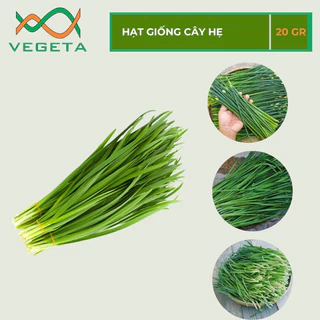 HẠT GIỐNG HẸ 1gr - VEGETASHOP - HẠT GIỐNG NẢY MẦM TỐT, NĂNG SUẤT CAO