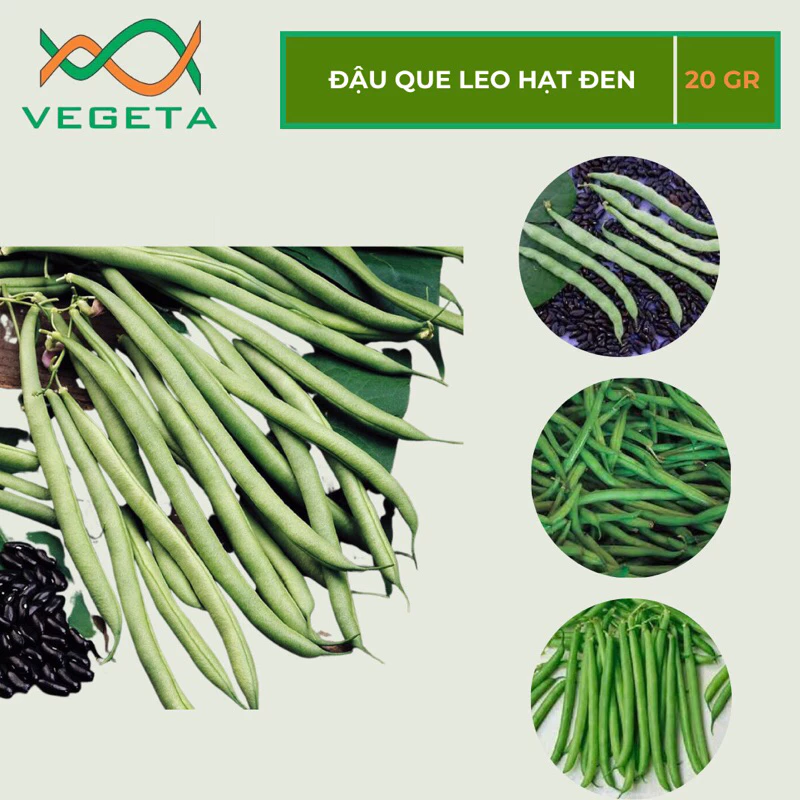 HẠT GIỐNG ĐẬU QUE LEO HẠT ĐEN 20gr - VEGETASHOP - HẠT GIỐNG NẢY MẦM TỐT, NĂNG SUẤT CAO