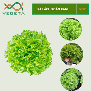 HẠT GIỐNG XÀ LÁCH XOĂN XANH 3gr - VEGETASHOP - HẠT GIỐNG NẢY MẦM TỐT, NĂNG SUẤT CAO