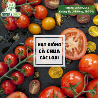 Hạt giống cà chua các loại Rạng Đông, cà chua chịu nhiệt, bi lùn vàng, bi lùn đỏ, cà chua cherry, cà chua socola