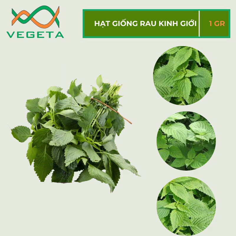 HẠT GIỐNG RAU KINH GIỚI 1gr - VEGETASHOP - HẠT GIỐNG NẢY MẦM TỐT, NĂNG SUẤT CAO