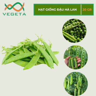 HẠT GIỐNG ĐẬU HÀ LAN 20gr - VEGETASHOP - HẠT GIỐNG NẢY MẦM TỐT, NĂNG SUẤT CAO