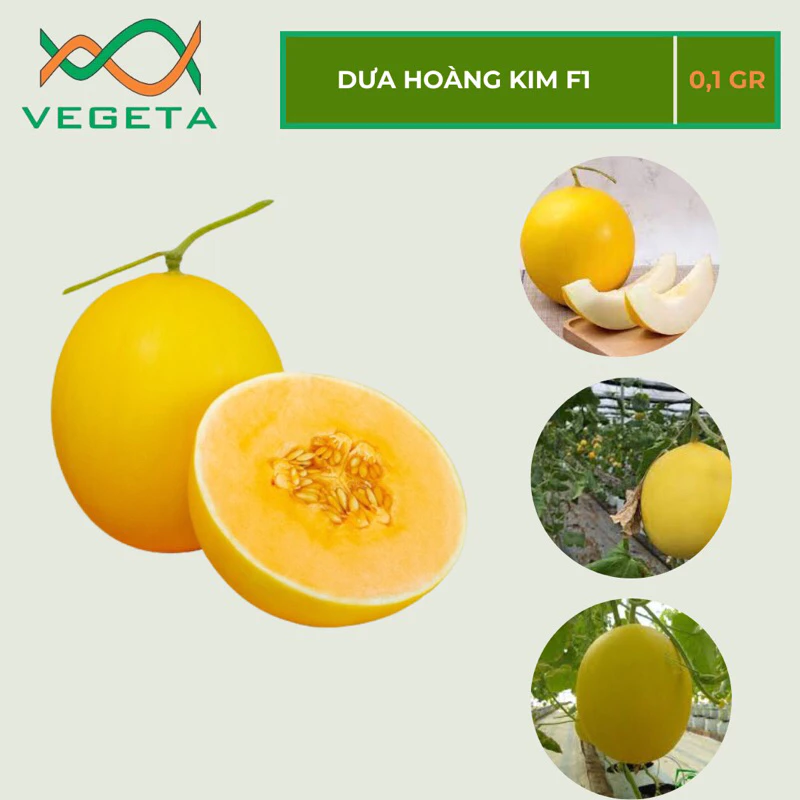 HẠT GIỐNG DƯA HOÀNG KIM F1 0.1gr - VEGETASHOP - HẠT GIỐNG NẢY MẦM TỐT, NĂNG SUẤT CAO