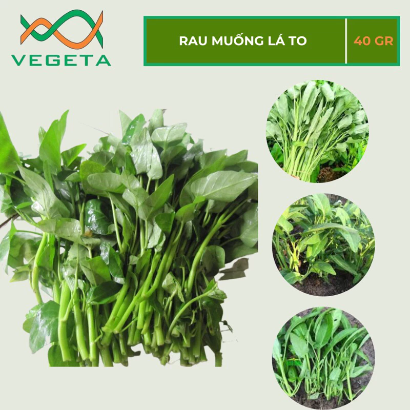 HẠT GIỐNG RAU MUỐNG LÁ TO 40gr - VEGETASHOP - HẠT GIỐNG NẢY MẦM TỐT, NĂNG SUẤT CAO