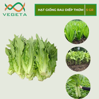 HẠT GIỐNG DIẾP THƠM ( RAU TIẾN VUA ) 5gr - VEGETASHOP - HẠT GIỐNG NẢY MẦM TỐT, NĂNG SUẤT CAO