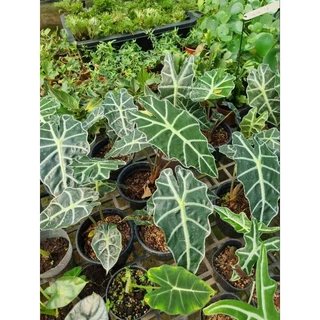 Môn quan âm (Alocasia Polly)