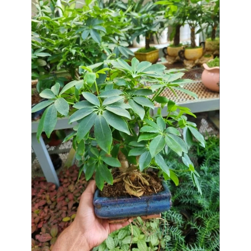 Chậu cây Ngũ gia bì bonsai để bàn - cây trong chậu sứ