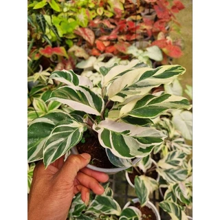 Cây đuôi công trắng sọc - Calathea White Fusion