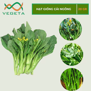 HẠT GIỐNG CẢI NGỒNG 20gr - VEGETASHOP - HẠT GIỐNG NẢY MẦM TỐT, NĂNG SUẤT CAO