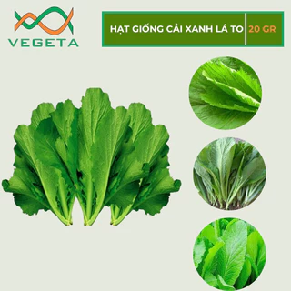 HẠT GIỐNG CẢI BẸ XANH LÁ TO 20gr - VEGETASHOP - HẠT GIỐNG NẢY MẦM TỐT, NĂNG SUẤT CAO