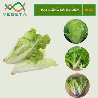 HẠT GIỐNG CẢI BẸ DÚN 10gr - VEGETASHOP - HẠT GIỐNG NẢY MẦM TỐT, NĂNG SUẤT CAO