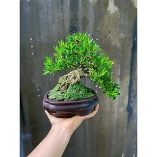 Cây linh sam indo bonsai dáng thiên nhiên