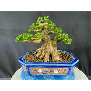 Cây sam hương bonsai thuần chậu Bát Tràng