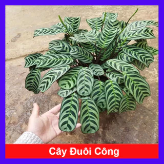 Cây Đuôi Công - cây cảnh để bàn - caykiengsadec