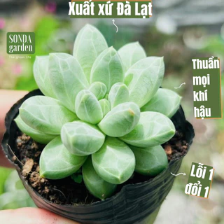 Sen đá kim cương trắng size bé Sonda Garden lỗi 1 đổi 1 cây cảnh trang trí nhà cửa