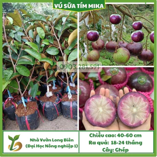 Vú Sữa Mica (MiKa), 12-18 Tháng Cho Trái, Cây Giống Chuẩn F1, Chất Lượng Cao