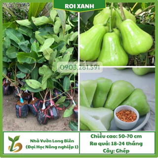 Roi Xanh (Mận Tam Hoa), Cây Giống Đạt Chuẩn F1, Chất Lượng Cao