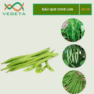 HẠT GIỐNG ĐẬU COVE LÙN 20gr - VEGETASHOP - HẠT GIỐNG NẢY MẦM TỐT, NĂNG SUẤT CAO