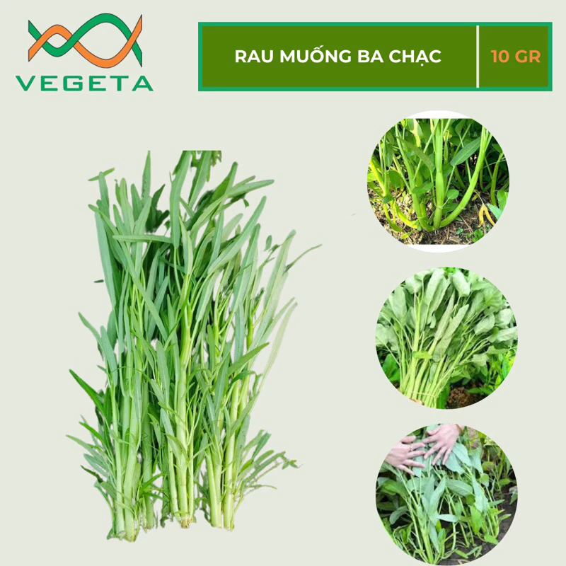 HẠT GIỐNG RAU MUỐNG BA CHẠC 10gr - VEGETASHOP - HẠT GIỐNG NẢY MẦM TỐT, NĂNG SUẤT CAO