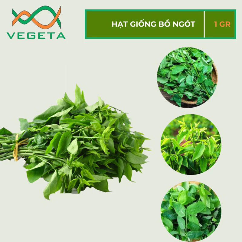 HẠT GIỐNG BỒ NGÓT 1gr - VEGETASHOP - HẠT GIỐNG NẢY MẦM TỐT, NĂNG SUẤT CAO