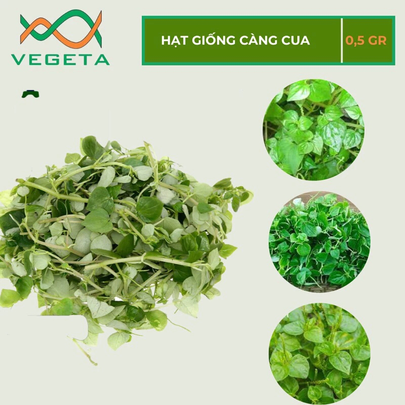 HẠT GIỐNG RAU CÀNG CUA 0.5gr - VEGETASHOP - HẠT GIỐNG NẢY MẦM TỐT, NĂNG SUẤT CAO