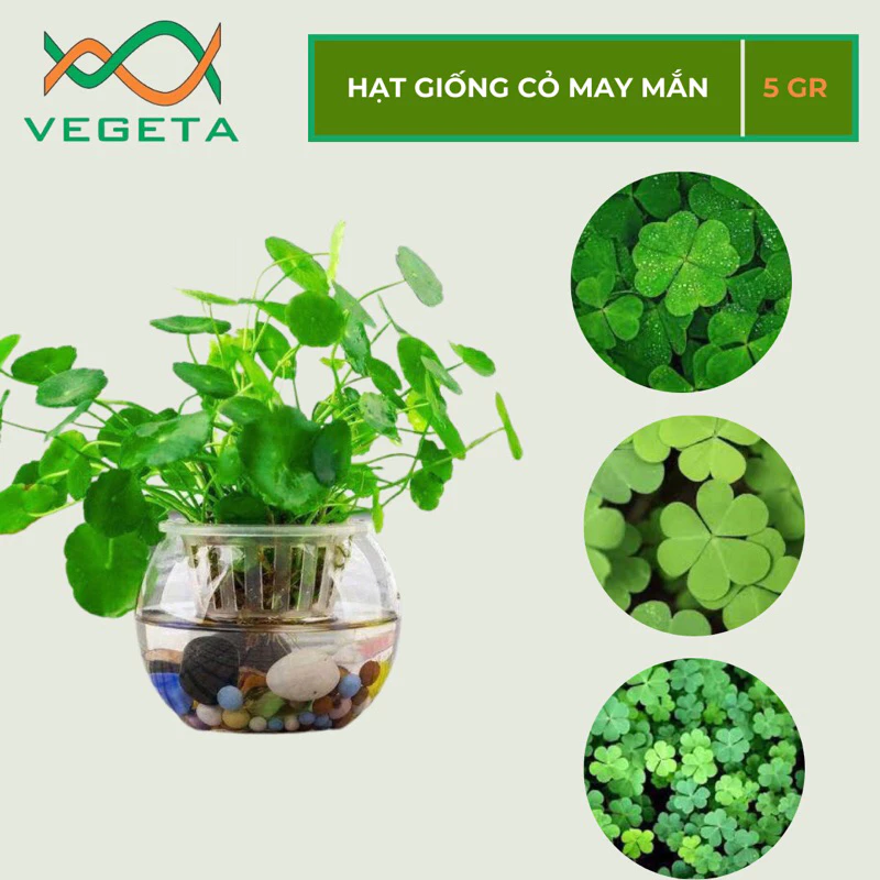 HẠT GIỐNG CỎ MAY MẮN 5gr - VEGETASHOP - HẠT GIỐNG NẢY MẦM TỐT, NĂNG SUẤT CAO