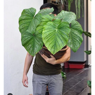 Cây Philodendron Mamei