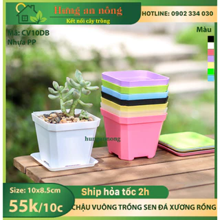 CV10DB - Sét 10 chậu nhựa dầy chất liệu PP trồng sen đá xương rồng bonsai ( không kèm dĩa lót )