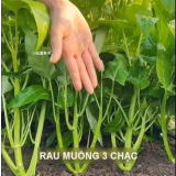 HẠT GIỐNG RAU MUỐNG BA CHẠC siêu nhánh