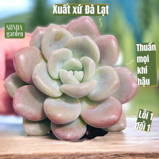 Sen đá sỏi pudding SONDA GARDEN size bé 5-8cm lỗi 1 đổi 1 cây cảnh trang trí nhà cửa