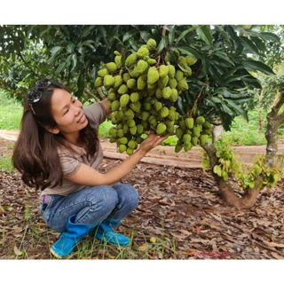 CÂY GIỐNG VẢI KHỔNG LỒ(CÂY GIỐNG NAM TÂY NGUYÊN)