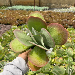 cây sen đá Hồ Điệp Kalanchoe Thyrsiflora size to 12-15cm, cây cảnh trang trí nhà cửa THUANPHAT GARDEN