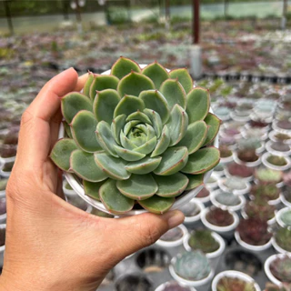 cây sen đá Xanh gân Echeveria californica queen size trung bình 6-8cm, cây cảnh trang trí nhà cửa THUANPHAT GARDEN