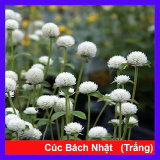 Cây Hoa Cúc Bách Nhật (Trắng) - cây cảnh đẹp trang trí, trồng sân vườn