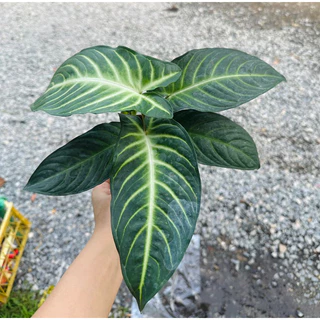 Cây môn Caladium Lindenii