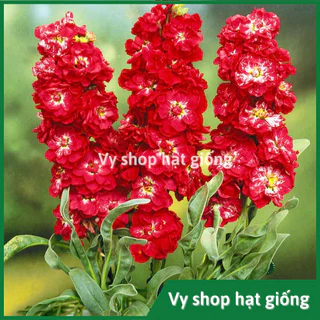 Hạt giống hoa hoàng anh đỏ (Stock) gói 300 hạt