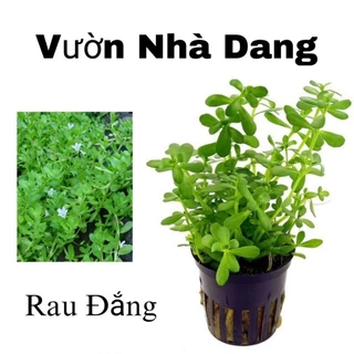 🔥🔥10 🌲 tặng 1🔥🔥 Cây giống rau đắng, rau xương cá nhà trồng Hậu Giang