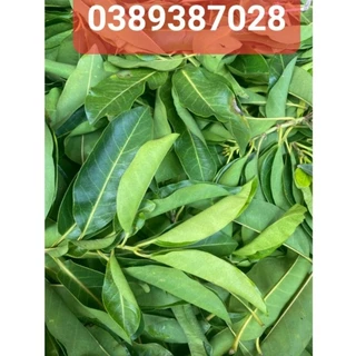 lá vối nếp tươi,1kg