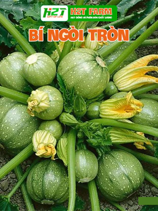 Hạt Giống Bí Ngòi Tròn Xanh Chịu Nhiệt - h2t farm